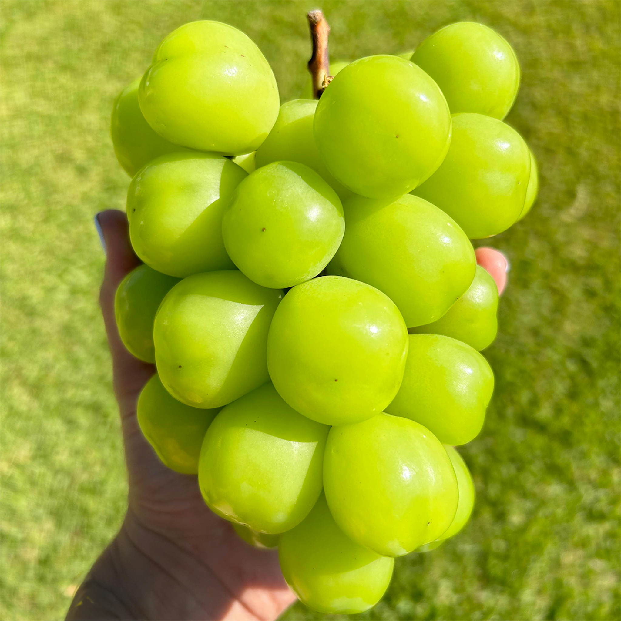 샤인머스켓 특품 1.4kg 2수 (14,970원) (무료)