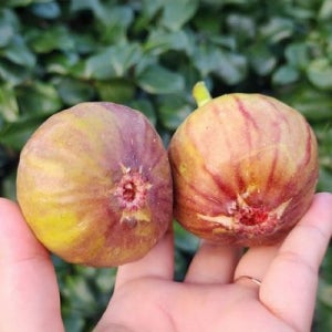 산지직송 홍무화과 1kg