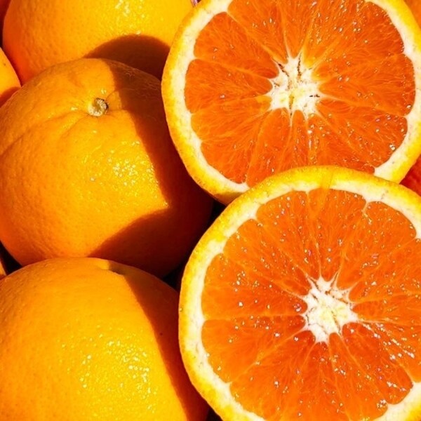 고당도 카라카라오렌지 상큼달콤한 <b>자몽 오렌지</b> 대과 10과