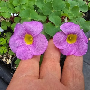 푸푸레아라벤더 사랑초3구식재  거실 화분