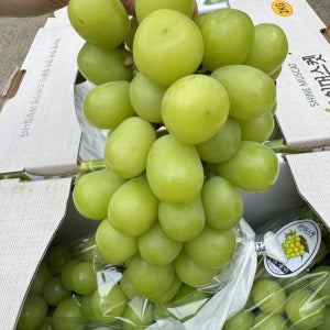 당일 수확 고당도 프리미엄 정품 샤인머스켓 2-4kg