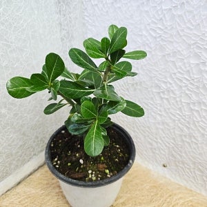 아데니음 바오밥나무석화 중품 반려식물 실내 식물 화분 공기정화식물