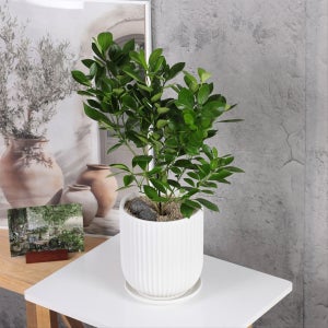 유주나무 부와 행운의 상징 사계귤나무 선물화분, 이케루가든