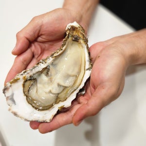 탱글하고 꽉 찬 살이 매력적인 삼배체굴(중)