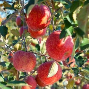 기타 [오늘아침사과] 오늘아침 세척사과 5kg 25과