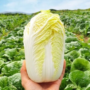 [무료배송] 강원도 알배기 쌈배추 4kg, 8kg