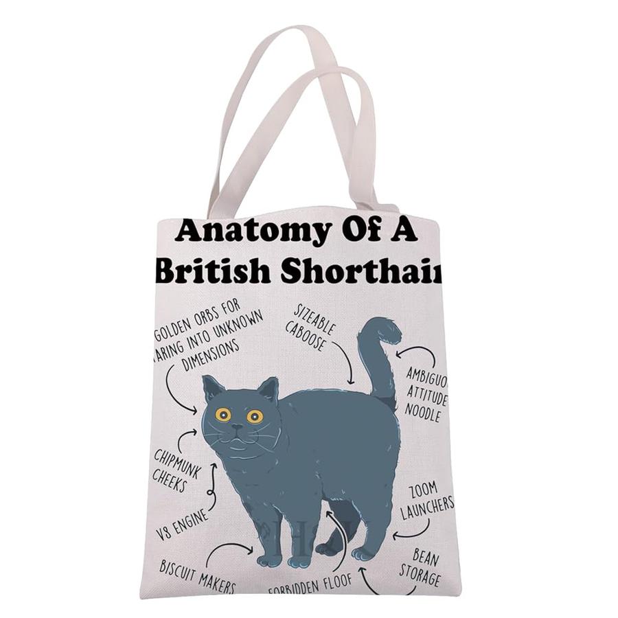 브리티시 숏헤어 블루 (British Shorthair Blue)