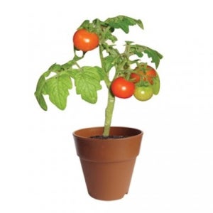 방울토마토 키우기 씨앗,화분(7cm),화분받침대,부직포,상토,이름표스티커 20개이상 주문가능 생태체험 식물키우기 키트
