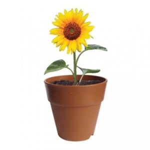 해바라기 키우기 씨앗,화분(7cm),화분받침대,부직포,상토,이름표스티커 20개이상 주문가능 생태체험 식물키우기 키트