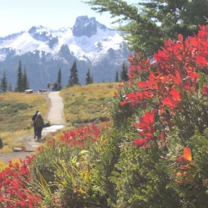 시애틀 마운트 레이니어 프라이빗 종일 투어