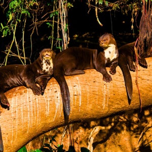 쿠스코 마누 국립공원 6일 야생동물 및 자연 투어