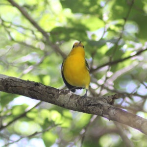 멕시코 칸쿤 조류 관찰 투어