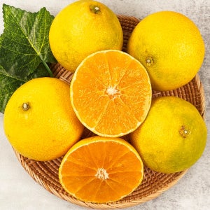 서귀포 GAP 저탄소 햇 황금향 1kg (5-8입)