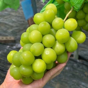 특품 상주 김천 샤인머스켓 4kg 4-5수 망고포도 상주 샤인머스켓 선물용 사인머스켓 씨없