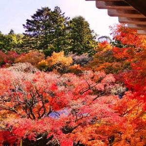 규슈 야나가와 & 이토시마 당일 여행 | 이토시마 부부 바위 + 코코넛 트리 스윙 + 야나가와 뱃놀이 + 이치란 라멘 + 다자이후 신사 참배 (후쿠오카 출발)