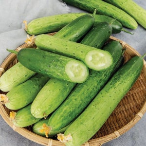 아삭아삭 신선한 국내산 백오이 10kg