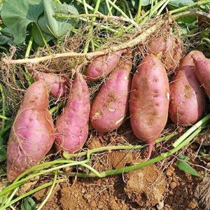 [셀러허브 식품]해남 호박 고구마 10kg 특상 20 25년 햇고구마 흙고구마 호풍미 고구마 한박스 햇호박고구마 생...