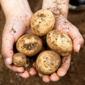 기타 국내산 감자 10kg 왕특 쫀득쫀득