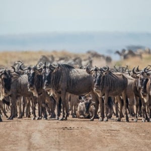 아프리카 패키지 일정 여행 4국 8일 항공권 아프리카여행 빅토리아폭포 사파리 여행적기 탐험