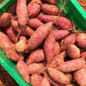 큼직한 크기로 느끼는 풍성한 만족감 해남 꿀밤고구마 왕대 10kg