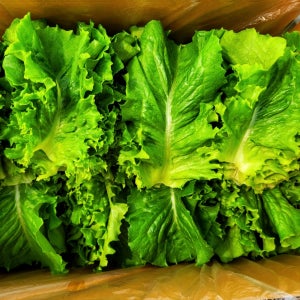 싱싱 로메인1kg, 양평 희망농장