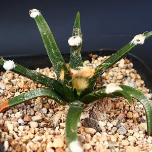 아가베목단 3 아프리카식물 코덱스 괴근식물