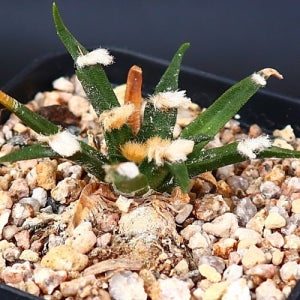 아가베목단 1 아프리카식물 코덱스 괴근식물