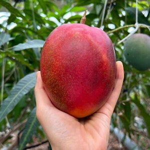 [진기가득] 제주 애플망고 중품 중과 1.5kg 4 - 5과 / 못난이 / 가정용