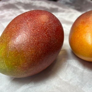 [진기가득] 제주 애플망고 중품 중과 1kg 3 - 4과 / 못난이 / 가정용
