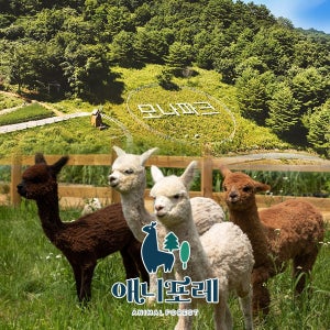 모나용평 [평창] 모나용평 애니포레 추계시즌 입장권(9/1~12/5)
