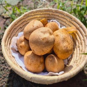 가정용 수미감자 1kg (대)