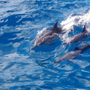[괌] 드림 돌핀크루즈돌고래투어예약 슈퍼패스카드