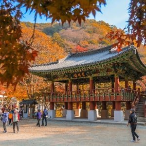 장성군 가을여행 전남장성여행 당일 연합상품 단풍여행