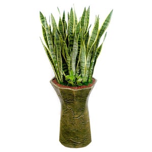 산세베리아5호 (OW-0060)  [실내공기정화식물 플랜테리어 반려 실내 먼지먹는식물 미세먼지정화식물]