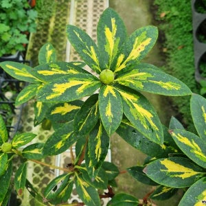 무늬 루즈벨트 희귀철쭉  마지막사진 꽃참조용 랜덤발송 꽃 나무