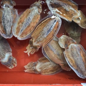 오징어중에 갑! 제철 생물갑오징어