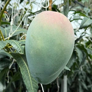 제주 왕 망고 3kg (3-4과)