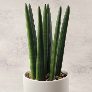 실내 공기 정화에 탁월한 스투키 (35cm)