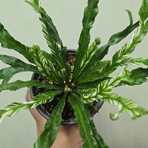 무늬아비스고사리 소품 새로 입고 귀여운 무늬아비스 꽃 나무 공기정화식물