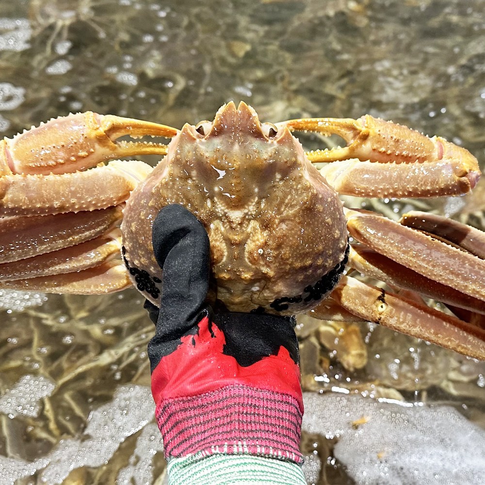 [<b>더리얼</b>파머스] 러시아 대게 자숙대게  1개  자숙 A급 3kg (수율 80%이상)