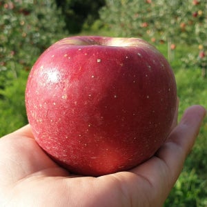 [안동댁사과] 부사 사과 본품+흠과 5kg 소과(19과 내외)