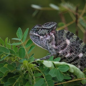 Cloud Nine Wilpattu by Aaradhya