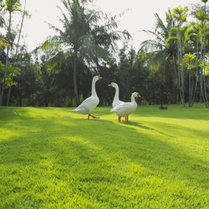 생추어리 리조트 커뮤니티 / 쑤옌목 호텔