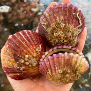 오동통 통영 홍가리비 3kg (75미 내외)
