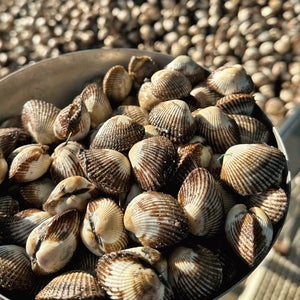 국내산 벌교 새꼬막 1kg (+꼬막 까는 도구 추가구매)