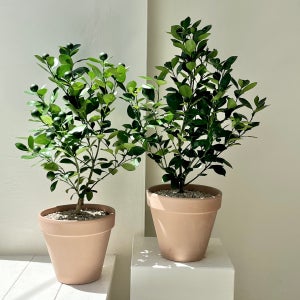 유주나무 사계귤나무 이태리토분 과실수 열매 꽃 집들이, 숲속SOOPSOK