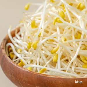 2대째(25년)콩나물만 농사짓는🌱고소한 콩나물 1kg, 25년간재배 콩나물장인농장(행복농원)