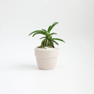 파워플랜트 소엽풍란 (Neofinetia Falcata) 키우기 쉬운 책상위의 미니 반려식물