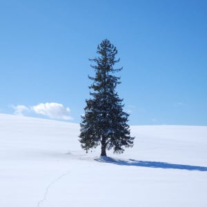 [압도적리뷰] 비에이 후라노투어(준페이 예약)