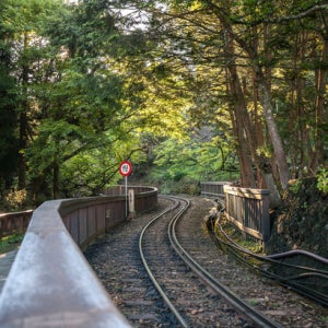 대만 가오슝 5일 아리산 노옵션 노쇼핑 CI
